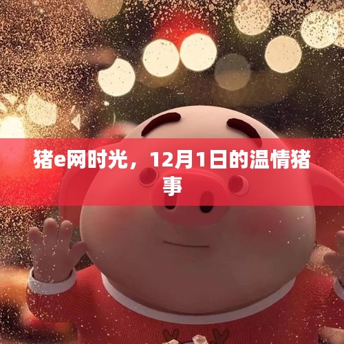 猪e网时光，12月1日的温馨猪事回顾