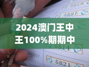 2024澳门王中王100%期期中,计划反馈执行_钻石版45.177-5