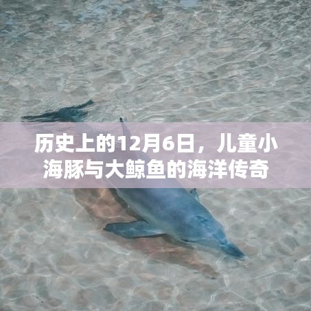 儿童小海豚与大鲸鱼的海洋传奇，历史上的12月6日纪念