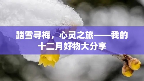 踏雪寻梅的心灵之旅，十二月好物大分享