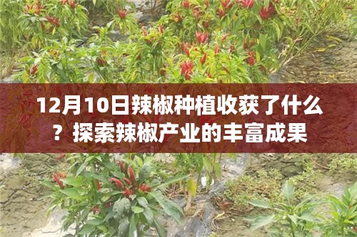 探索辣椒产业的收获，12月10日种植辣椒的丰富成果