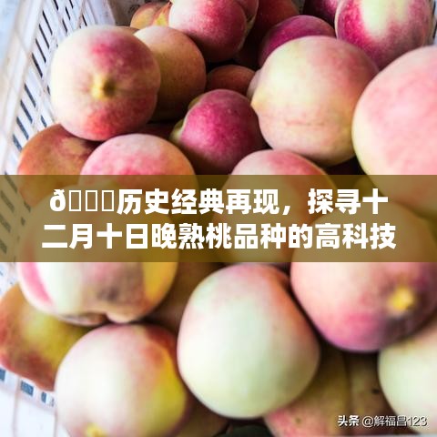 『历史经典再现，十二月十日晚熟桃品种的高科技魅力探索』