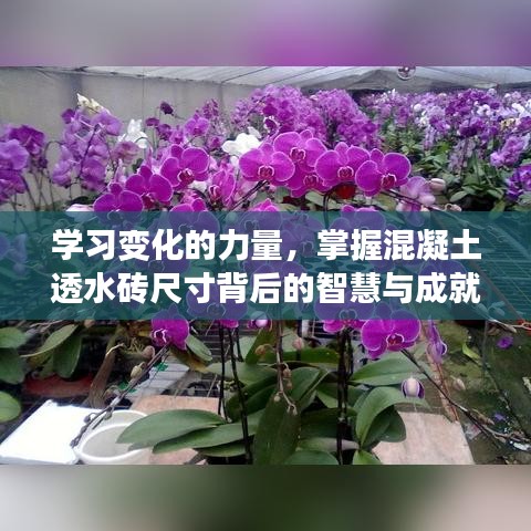 揭秘混凝土透水砖尺寸背后的智慧与成就，学习变化的力量，掌握行业精髓