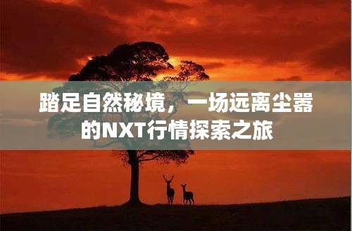 NXT行情探索之旅，踏足自然秘境，远离尘嚣的奇妙探险