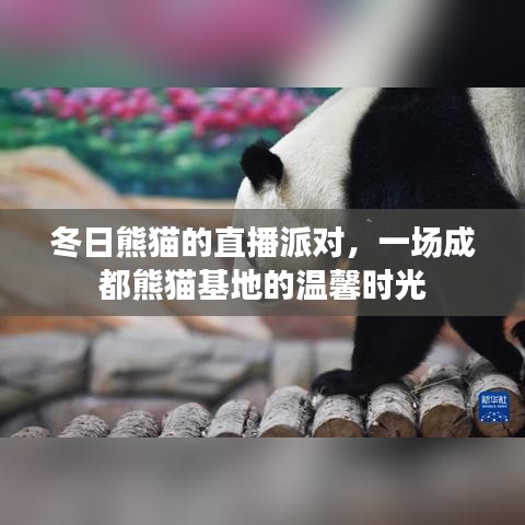 冬日熊猫直播派对，成都熊猫基地的温馨时光盛宴