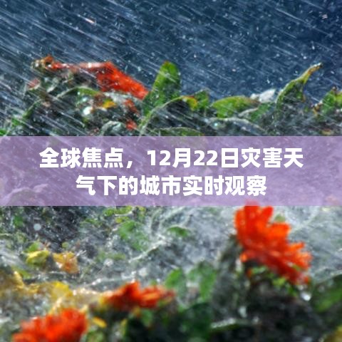 全球焦点，灾害天气下的城市实时观察报告（12月22日）