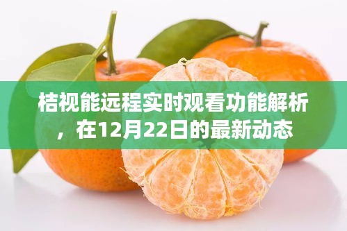 桔视远程实时观看功能深度解析，最新动态报告