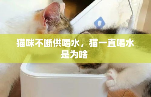 猫咪不断供喝水，猫一直喝水是为啥 