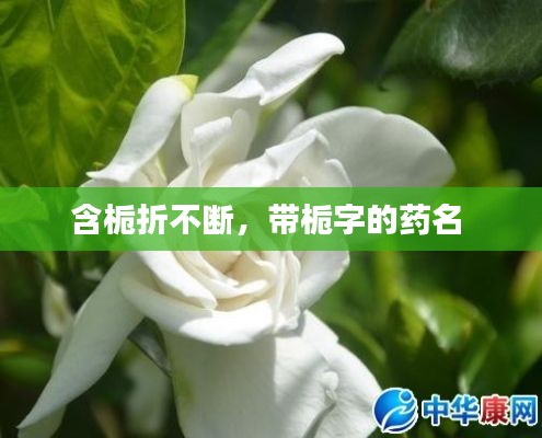 含栀折不断，带栀字的药名 