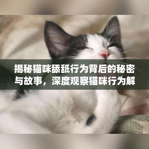 揭秘猫咪舔舐行为背后的秘密与故事，深度观察猫咪行为解析