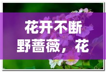 花开不断野蔷薇，花开不断的正确解释是什么 