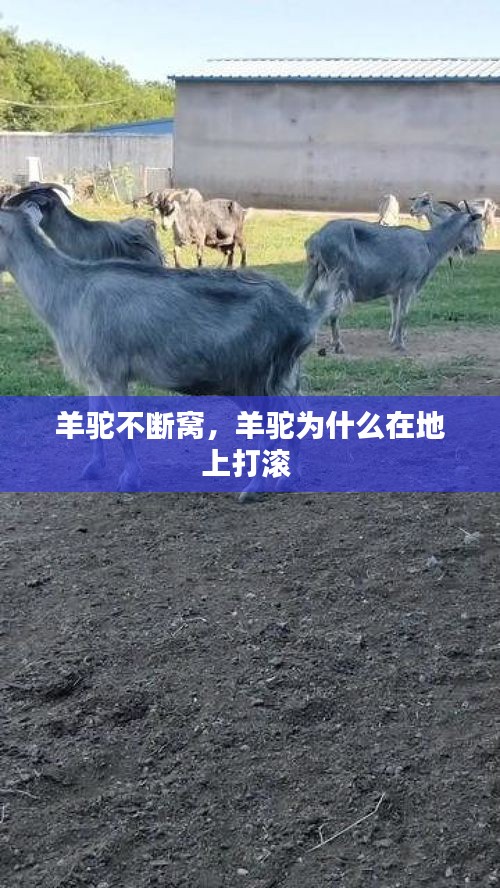 羊驼不断窝，羊驼为什么在地上打滚 