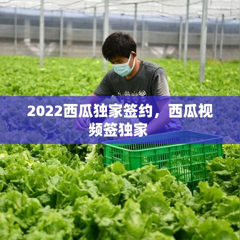 2022西瓜独家签约，西瓜视频签独家 