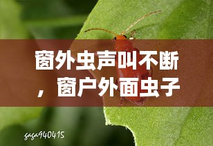 窗外虫声叫不断，窗户外面虫子叫不停 