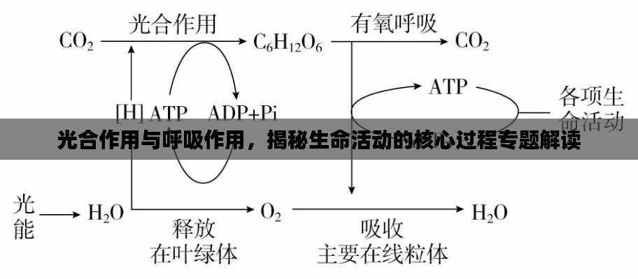 光合作用与呼吸作用，揭秘生命活动的核心过程专题解读