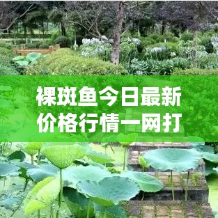 裸斑鱼今日最新价格行情一网打尽