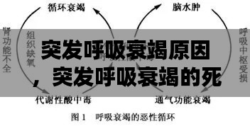 突发呼吸衰竭原因，突发呼吸衰竭的死亡过程 