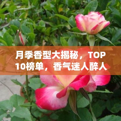 月季香型大揭秘，TOP10榜单，香气迷人醉人心脾！