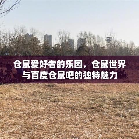 仓鼠爱好者的乐园，仓鼠世界与百度仓鼠吧的独特魅力