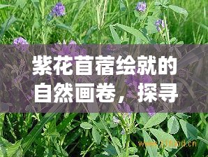 紫花苜蓿绘就的自然画卷，探寻自然宝藏之旅