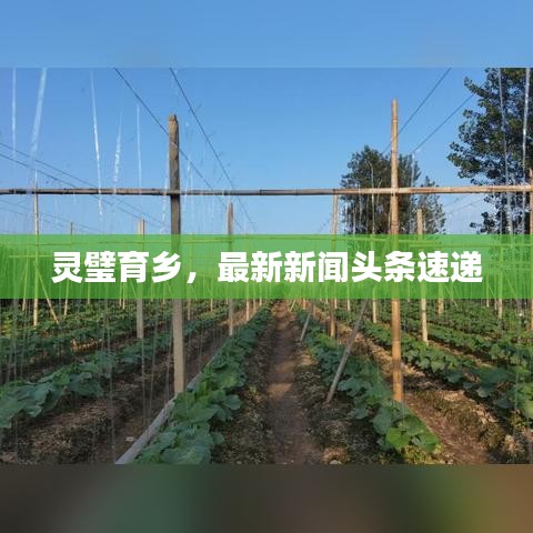 灵璧育乡，最新新闻头条速递