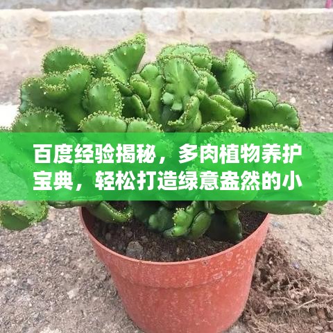 百度经验揭秘，多肉植物养护宝典，轻松打造绿意盎然的小天地