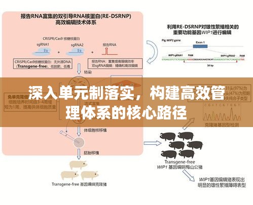 深入单元制落实，构建高效管理体系的核心路径