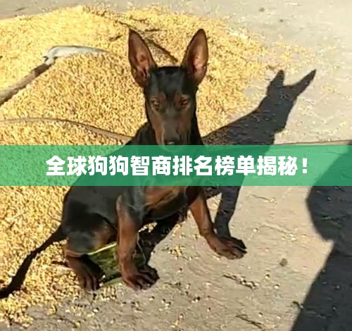 全球狗狗智商排名榜单揭秘！