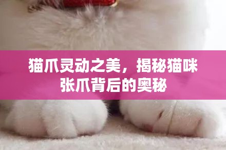 猫爪灵动之美，揭秘猫咪张爪背后的奥秘