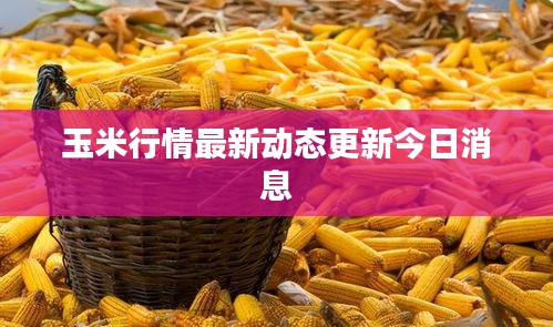 玉米行情最新动态更新今日消息