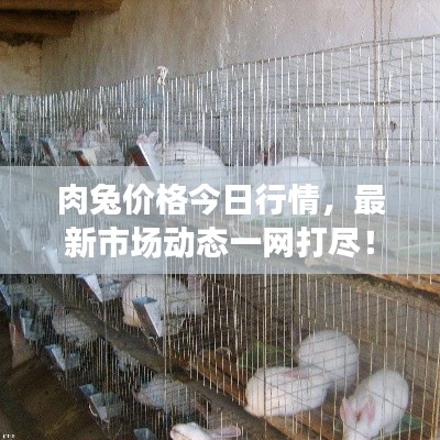 肉兔价格今日行情，最新市场动态一网打尽！