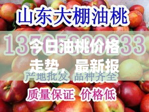 今日油桃价格走势，最新报价、市场动态与购买指南