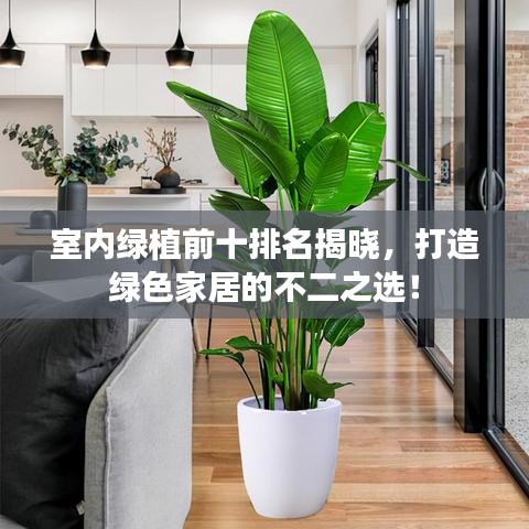 室内绿植前十排名揭晓，打造绿色家居的不二之选！