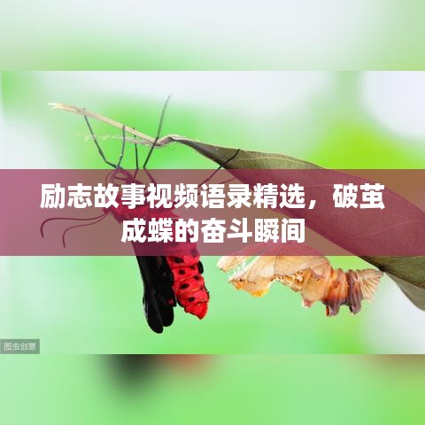 励志故事视频语录精选，破茧成蝶的奋斗瞬间