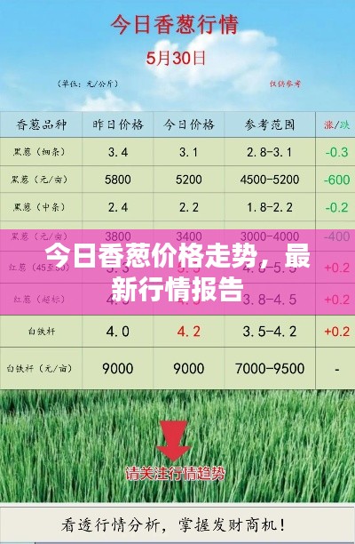 今日香葱价格走势，最新行情报告
