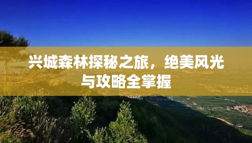 兴城森林探秘之旅，绝美风光与攻略全掌握