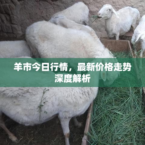 羊市今日行情，最新价格走势深度解析